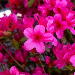 Rhododendron (Rhododendron ENCORE® Autumn Prince) - Rhododendron