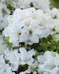 Rhododendron (Rhododendron ENCORE® Blanc pur)