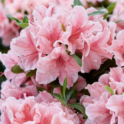 Rhododendron (Rhododendron ENCORE® Sunburst) - Rhododendron