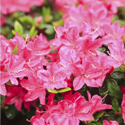 Rhododendron (Rhododendron (AJ) 'Anouk' ) - Rhododendron