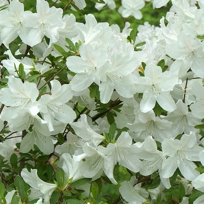 Rhododendron (Rhododendron (AJ) 'Hisako')