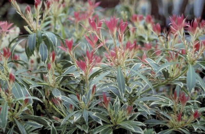 Bruyère des rochers (Pieris 'Flaming Silver')