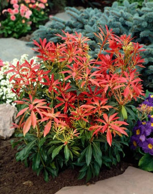 Bruyère des rochers (Pieris 'Forest Flame')