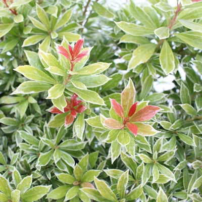Bruyère des rochers (Pieris jap. Petite dorée)