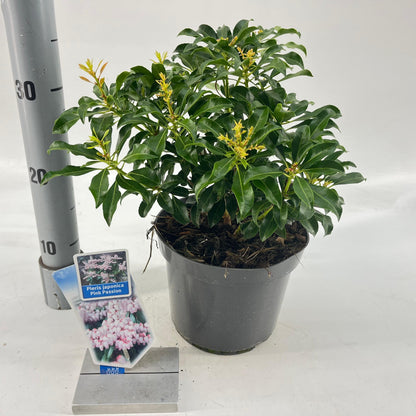 Rotsheide (Pieris jap. Pink Passion ) - Heesters