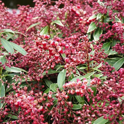 Bruyère des rochers (Pieris jap. Polar Passion)