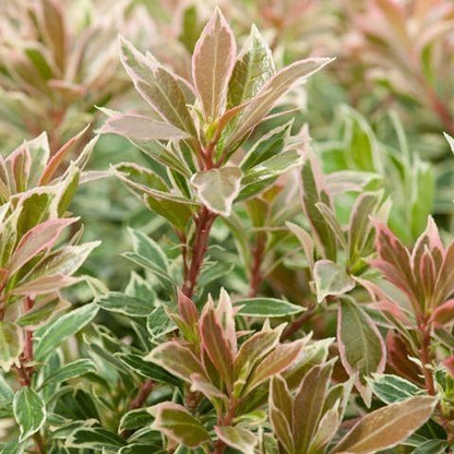 Rotsheide (Pieris jap. ‘Little Frosty’ PBR) - Heesters
