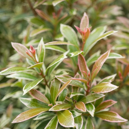 Rotsheide (Pieris jap. ‘Little Heath’) - Heesters