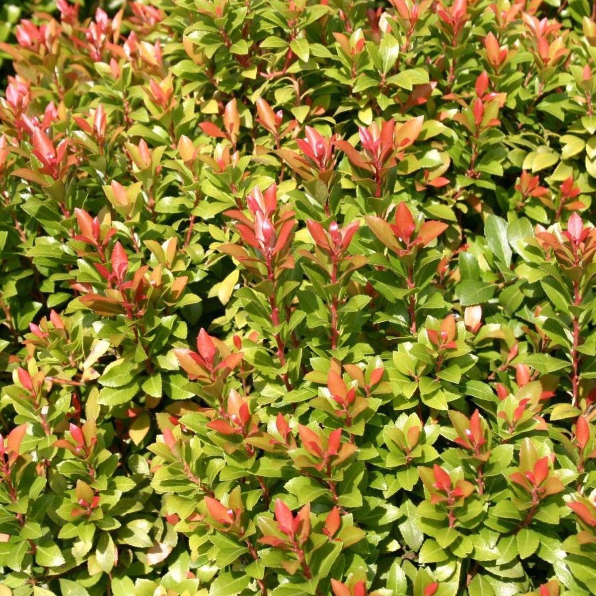 Rotsheide (Pieris jap. ‘Little Heath Green’) - Heesters