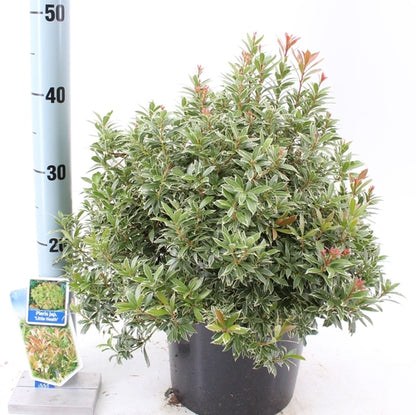 Rotsheide (Pieris jap. ‘Little Heath’) - Heesters