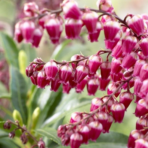 Rotsheide (Pieris jap. 'Passion' PBR) - Heesters