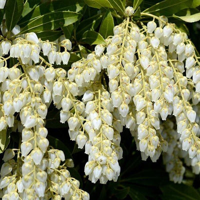 Bruyère rocheuse (Pieris jap. 'Pureté')