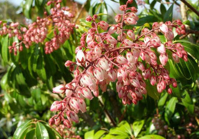 Bruyère rocheuse (Pieris jap. 'Rosalinda')