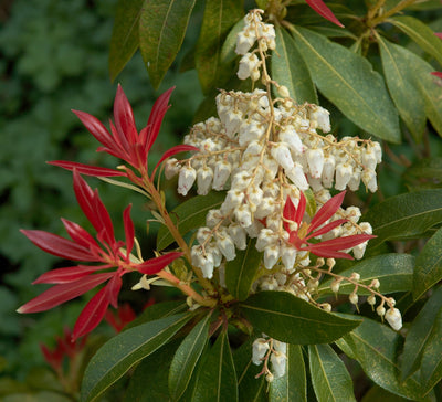 Bruyère rocheuse (Pieris jap. 'Sangria')