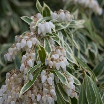 Bruyère des rochers (Pieris jap. 'Variegata')