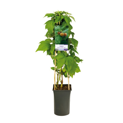 Plante grimpante Rubus idaeus 'Golden Bliss' (Framboisier jaune)