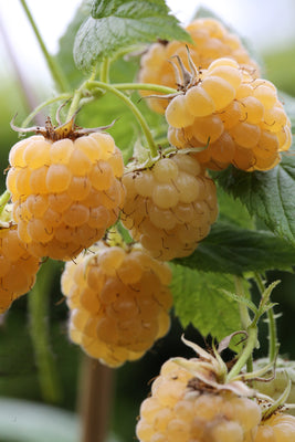 Plante grimpante Rubus idaeus 'Golden Everest' (Framboisier jaune)