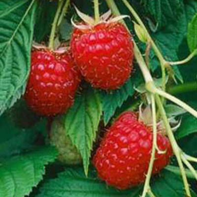 Plante grimpante Rubus idaeus 'Meeker' (Framboisier rouge)