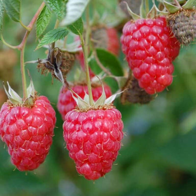 Plante grimpante Rubus idaeus 'Willametta' (Framboisier rouge)