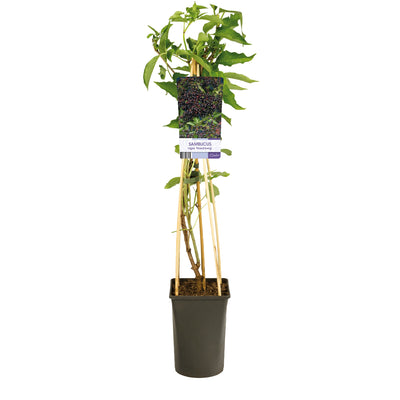 Sambucus nigra 'Haschberg' (Sureau noir)