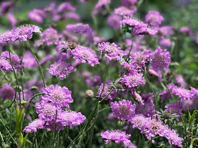 Orpin (Scabiosa columbaria 'Pink Mist')