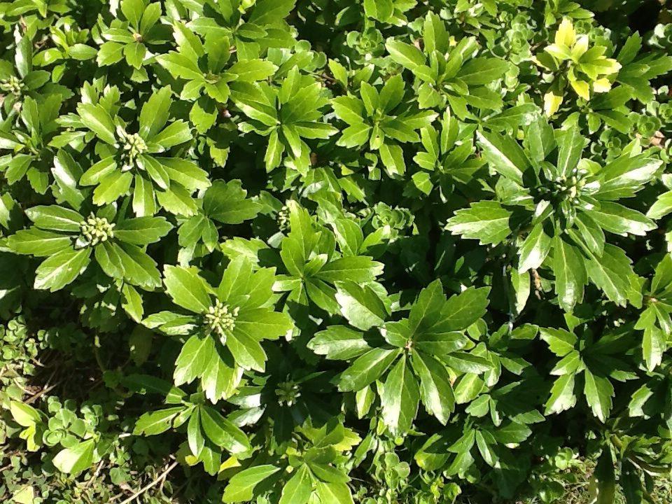 Borderpakket groenblijvend (1m2) - Tuinplanten