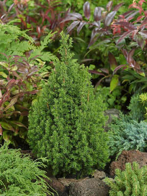 Faux cyprès (Chamaecyparis th. 'Top Point')