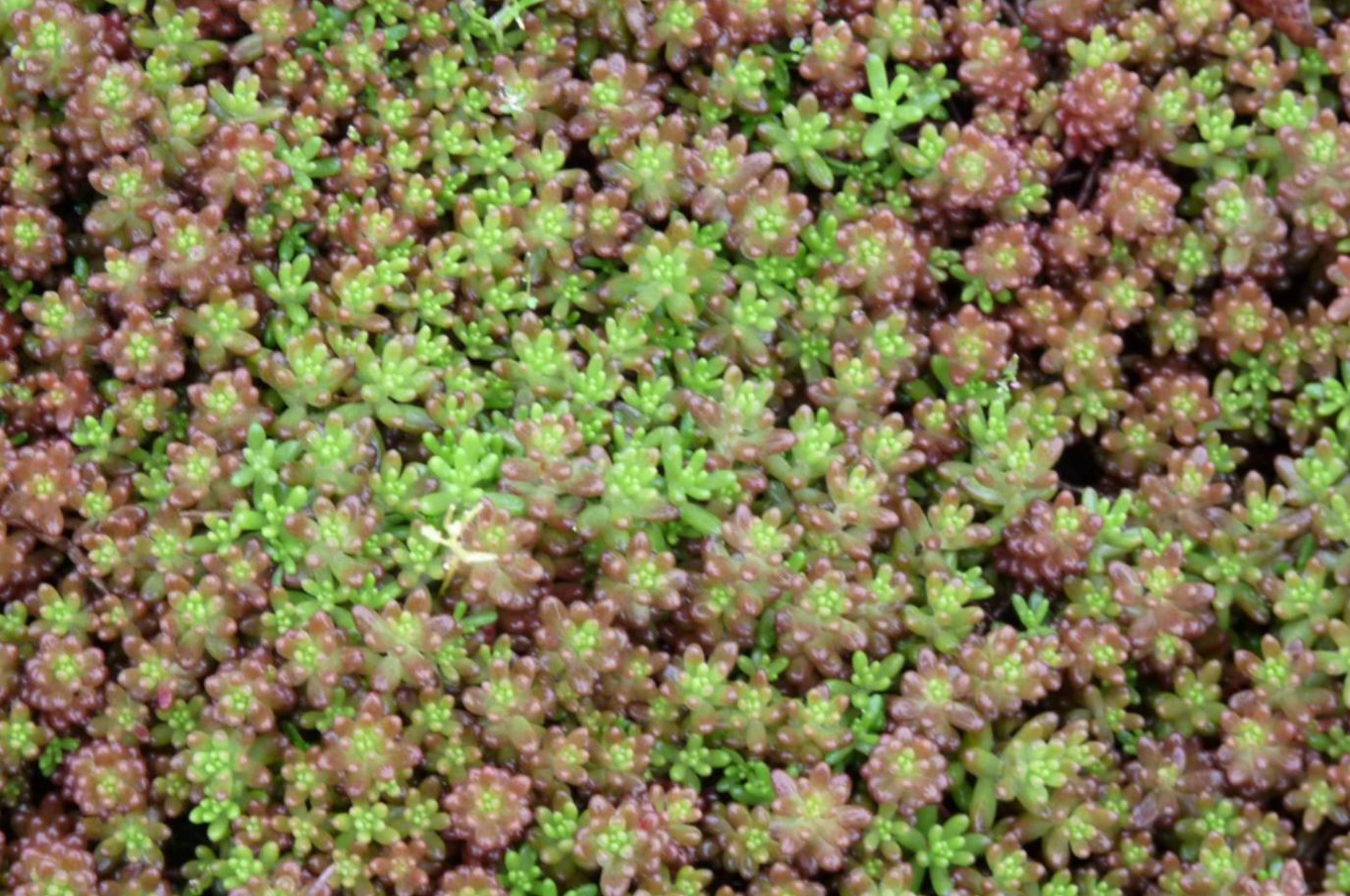 Borderpakket bodembedekkers (1,5m2) - Tuinplanten