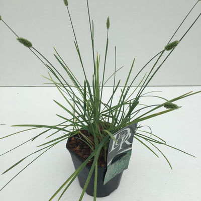 Bluegrass (Sesleria 'Nitida')