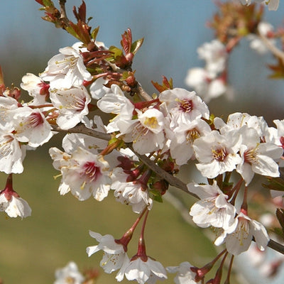 Cerisier ornemental (Prunus incisa 'Kojou-no-mai')