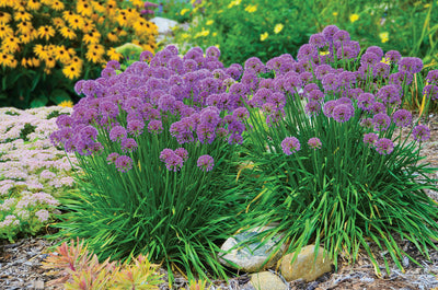 Oignon ornemental (Allium 'Millenium')