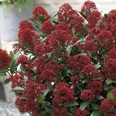 Skimmia (Skimmia jap. 'Rubella')