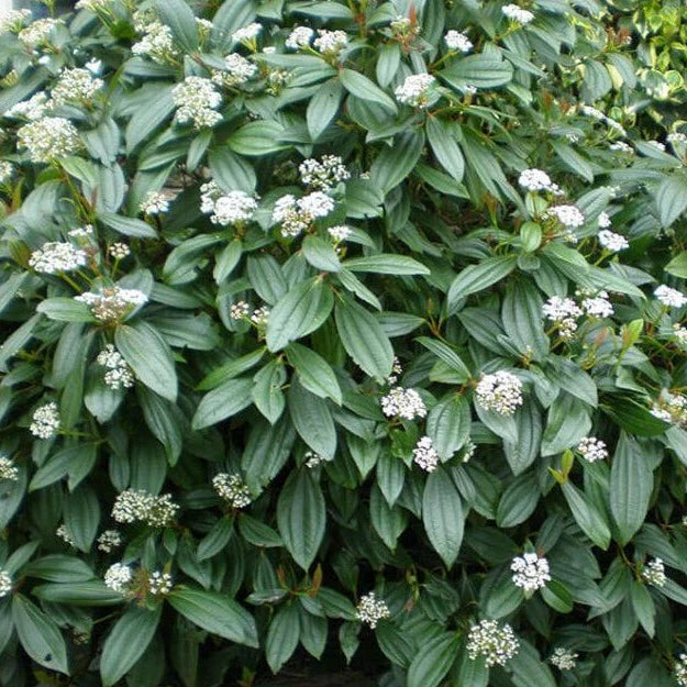 Sneeuwbal (Viburnum davidii) - Viburnum