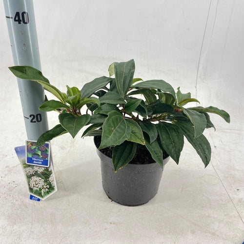Groenblijvende sneeuwbal (Viburnum davidii) - Viburnum