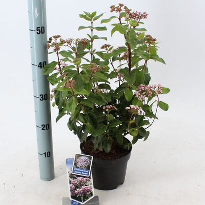 Sneeuwbal (Viburnum tinus Lisarose ) - Viburnum