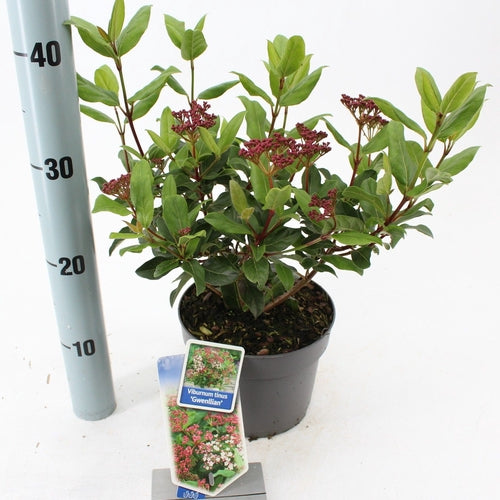 Sneeuwbal (Viburnum tinus ‘Gwenllian’) - Viburnum