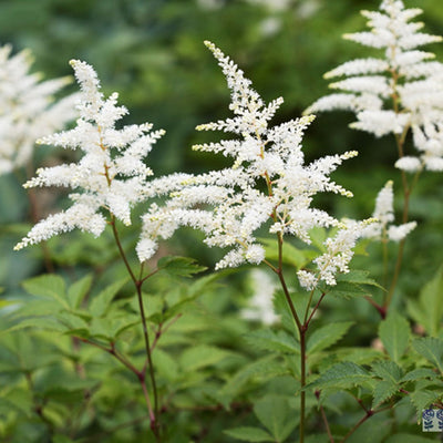 Spirée (Astilbe (A) 'Deutschland')