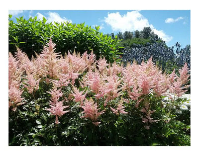 Spirée (Astilbe (S) 'Sprite')