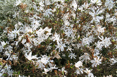 Magnolia étoilé en arbuste (Magnolia 'Grandiflora')