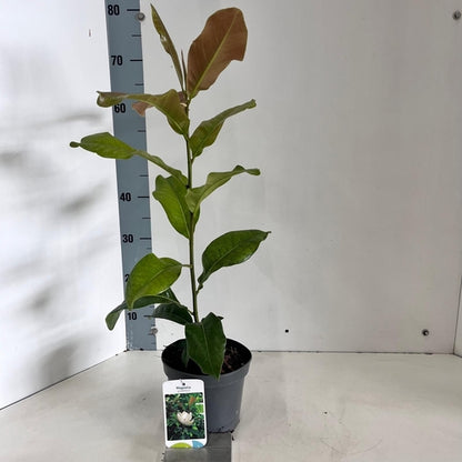 Stermagnolia als struik (Magnolia 'Grandiflora') - Groenblijvende struiken