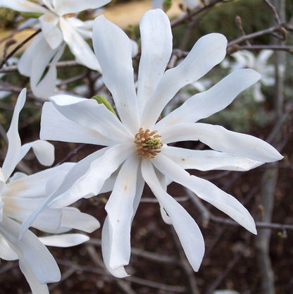Stermagnolia als struik (Magnolia stellata) - Groenblijvende struiken