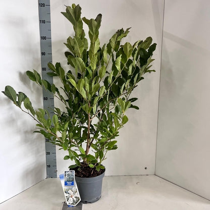 Stermagnolia als struik (Magnolia stellata) - Groenblijvende struiken