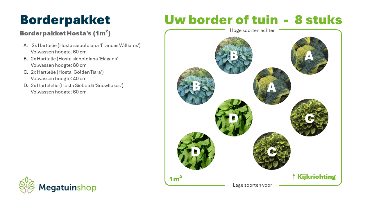 Borderpakket Hosta's (1m2) - Tuinplanten