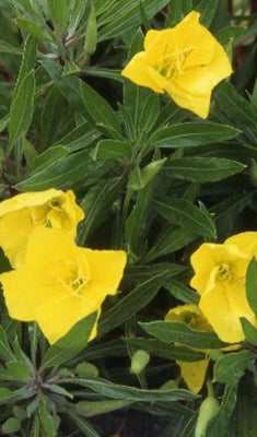 Onagre (Oenothera macrocarpa)
