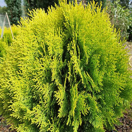 Thuja (Thuja occidentalis ‘Aurea Nana’  (Platycladus)) - Coniferen