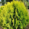 Thuya (Thuja occidentalis 'Aurea Nana' (Platycladus))
