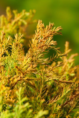 Thuya (Thuja occidentalis 'Rheingold')