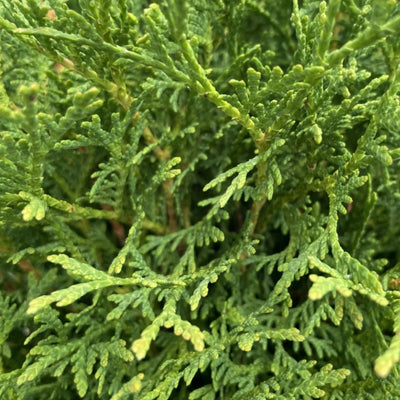 Thuya (Thuja occidentalis 'Tiny Tim')