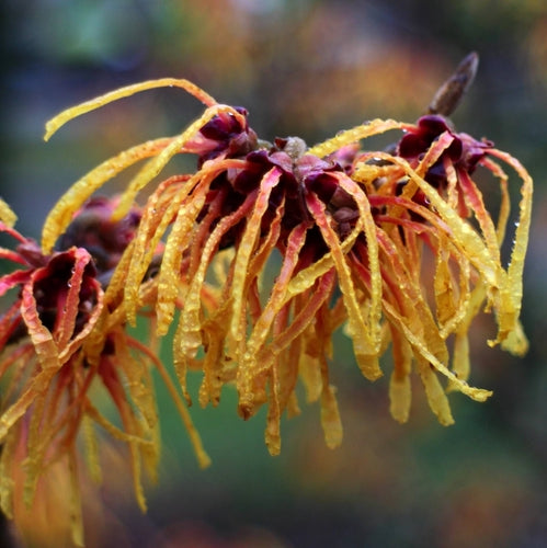 Toverhazelaar (Hamamelis intermedia 'Aphrodite') - Heesters