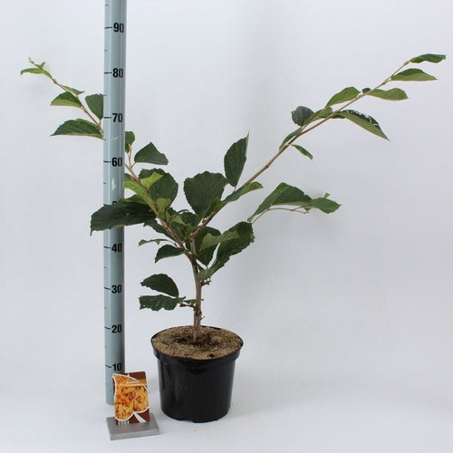 Toverhazelaar (Hamamelis intermedia 'Aphrodite') - Heesters